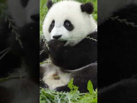 かわいいパンは草を食べます
Cute panda eating grass 
#shorts