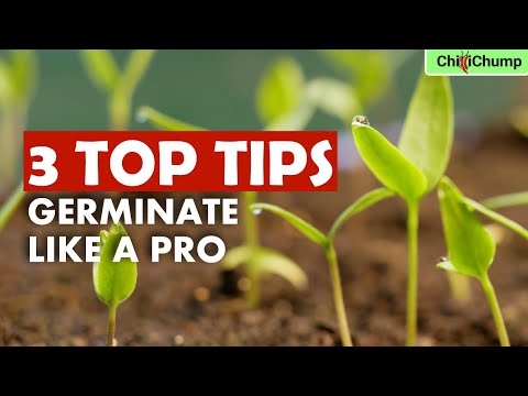 Stop Wasting Chilli Seeds: Germinate Like a Pro!