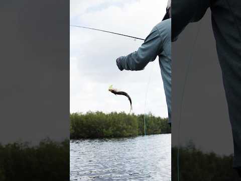 Look at that eat! #flyfishing #onthefly #fishing #tarponfishing