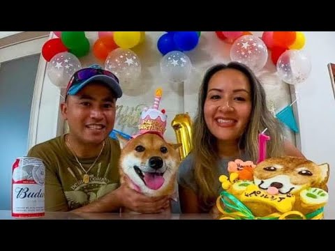 Dog Shiba Ken inu FIZ UMA FESTA DE ANIVERSÁRIO PARA MiNHA CACHORRINHA 🐶 1 ANO DE VIDA PELÚCIA 🐕