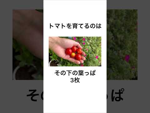 【知らなきゃ損】植物の豆知識　#shorts #ガーデニング #家庭菜園