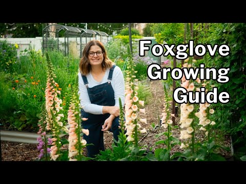 FOXGLOVES: From Seed to Harvest (Even in Hot Climates)