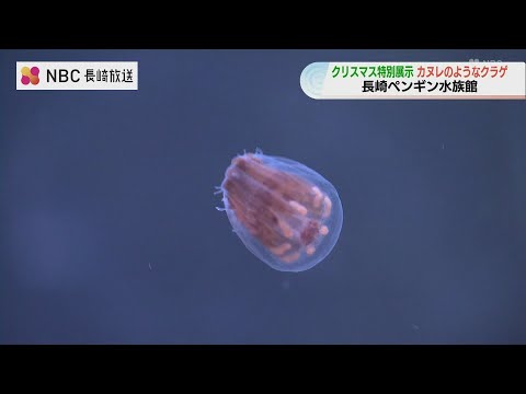 透明のカヌレ？謎に包まれた愛らしいクラゲ「シンブルジェリー」特別展示　カヌレに見えるのは別の生き物【長崎】