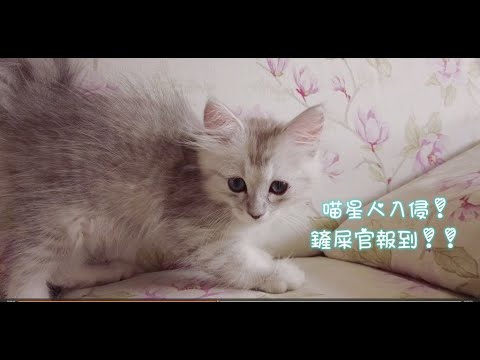 幼貓新手已登入🐈我們成為鏟屎官啦！金吉拉個性脾氣真的很兇很壞嗎? 獸醫師的照養知識衛教分享｜金吉拉MoMo