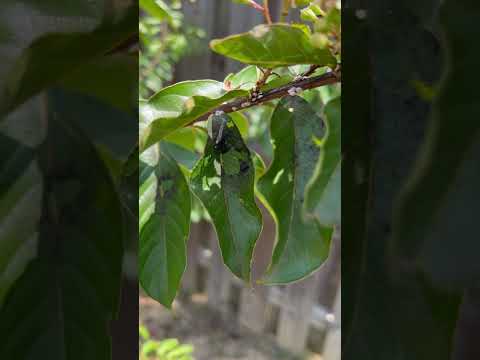 Why do my crêpe myrtles have black fungus on them!!!? Help!