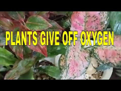 Vlog #1082 PLANTS GIVE OFF OXYGEN SO I PLACED OTHER PLANTS NEAR OUR FRONT DOOR