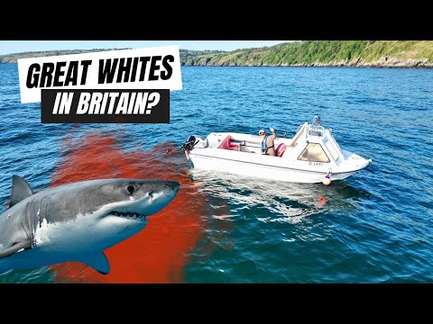 CHUMMING for GREAT WHITE SHARKS in BRITAIN?? 🦈🇬🇧