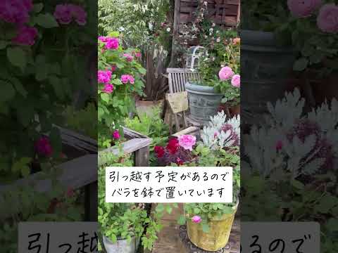 🕊Garden Tour🕊95：元田んぼの広い敷地を土壌改良し、5月はバラが次々と開花し、6月はグラスが美しくなるよう様々な植物を植え替えながら植栽していったお庭#shorts