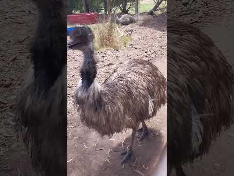 Australia emu. 澳洲鸸鹋 #emu #australiaanimals #animals #动物