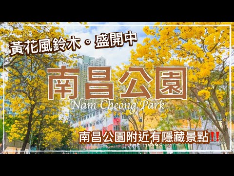 〖Hong Kong 4K〗南昌公園 - 黃花風鈴木 // Nam Cheong Park Spring Flower Blossom / Hong Kong Walking Tour