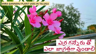 ఎర్ర గన్నేరు గురించి మీకు తెలియనివి || erra ganneru plant uses in telugu || nerium oleander uses