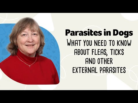 External Parasites in Dogs Webinar: Fleas, Ticks, Mites and other External Parasites