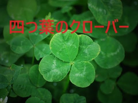 【四つ葉のクローバー】　～幸運の象徴・四つ葉のクローバー★その見つけ方は～　吉兆