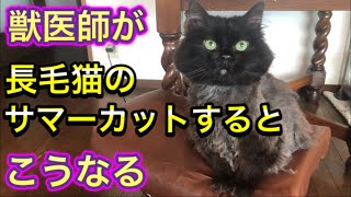 獣医師が自宅の猫をサマーカットしたらこうなりました…【長毛猫のサマーカット】