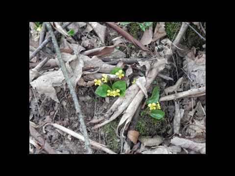 Cascades Trail Plants. How many can you name?