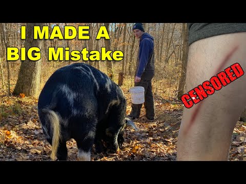 When Moving Pigs Goes Terribly Wrong