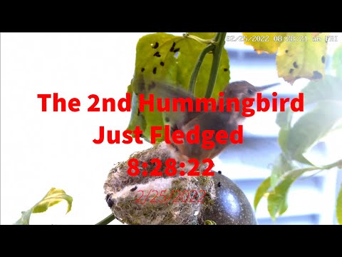 Second Hummingbird Just Fledged at 8:28:22AM 02252022