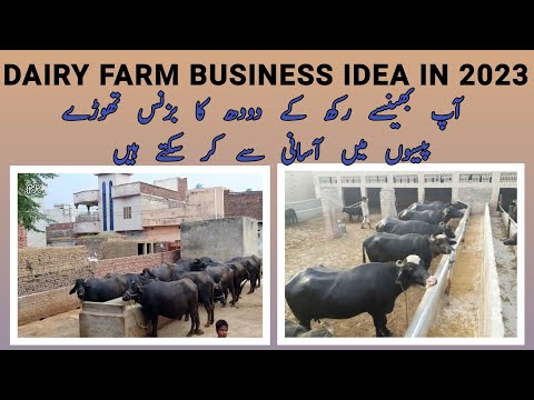 dairy farm business idea in Pakistan 2023 | low budget business | wattoo tech