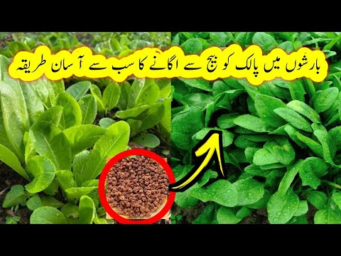 How To Grow Spinach from Seed At home/ Grow Spinach From Seeds In Pot/پالک کو گھر پر کیسے اگائیں