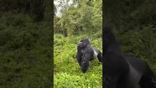 AFRICAN GORILLA ENCOUNTER