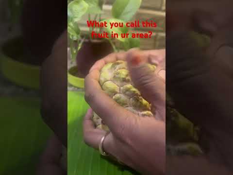 Custard Apple||Seethaphal||Healthy Natural Fruits 🍈🍈#shorts #trending#viral