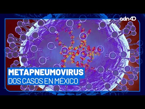 FT LAB METAPNEUMOVIRUS HUMANO