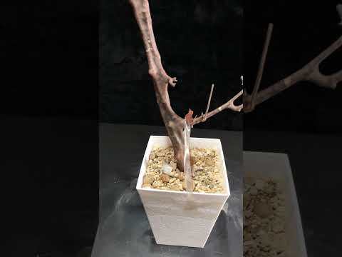 1円～ コミフォラ・ハーヴェイ 発根管理中 超希少灌木 Commiphora Harveyii  ベアルート 12/1輸入 ベアルート 1円オク 塊根植物