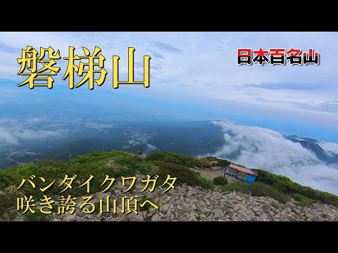 【磐梯山】バンダイクワガタが咲いていた