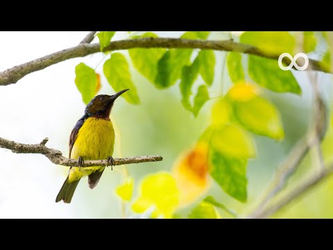 Beautiful Piano Music "Dove" Relaxing Music, Meditation Music, Sleep Music, Study Music