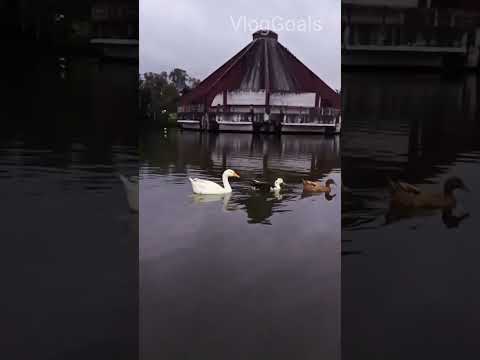 Beautiful Evening with ducks #shorts #viralshorts #shortvideo #youtubeshorts