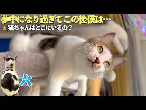 猫じゃらしに夢中になり過ぎた愛猫にハプニング | 「猫ちゃんどこ？」テレビから聞こえる猫の声に六は | [生まれ変わりの猫] 六 (Roku)