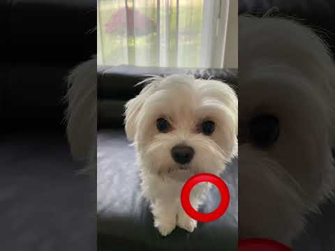 Tap the circle really fast!⭕️ #fypシ #dragon1256 #love #eyetesting #puppy #dog #cute #pets #cutedog