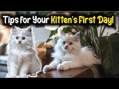 How To Care Your First Day Kitten? | Dr Osama Vet