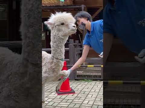 お手が上手な動物たち #shorts #ZOO-1グランプリ #お手