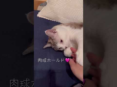 ママの小指は…？ #ねこ動画 #こどもとねこ #フレーメン反応 #ねこのいる暮らし #ことねこくらし