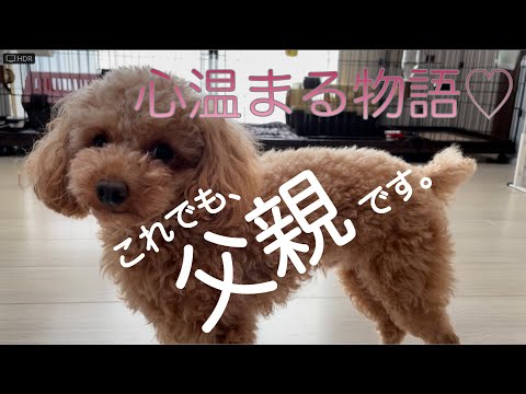 A toy poodle that twilight without showing my father's dignity to my daughter ♡ [Father's dignity]