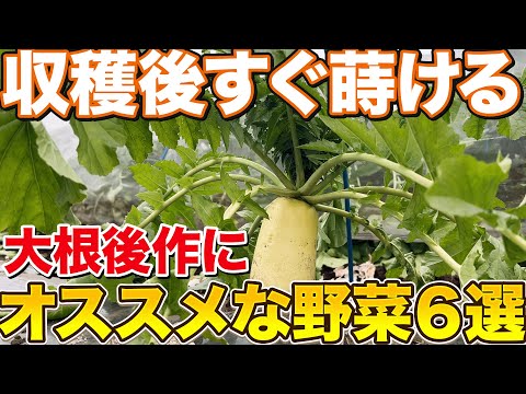 【連作障害なし】大根収穫した後すぐ種まきして楽しめる野菜について