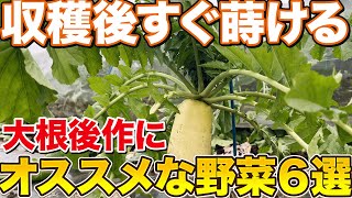 【連作障害なし】大根収穫した後すぐ種まきして楽しめる野菜について