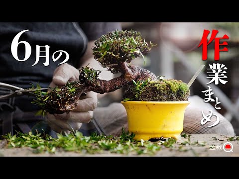 Busy June! Work on pine trees and miscellaneous trees [Bonsai Q]