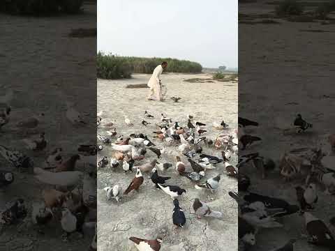 pigeon race in South Punjab  // famous pigeon master jam Arshad Kabootar baz