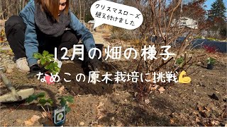 12月の畑/種取り/大根収穫/なめこの種菌/移住暮らし/ひげぶくろ#19