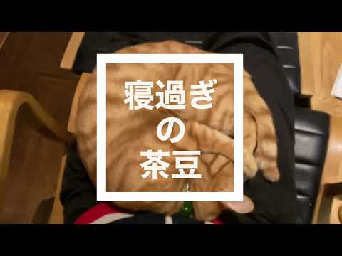 No.0044-寝過ぎの茶豆。朝から茶豆一人で留守番。夕方、声が枯れ、連続頭突きのお出迎え。ひとしきり文句を言った後、爆睡。そろそろ布団に行こうと起こしたところ、、@bokuchamame