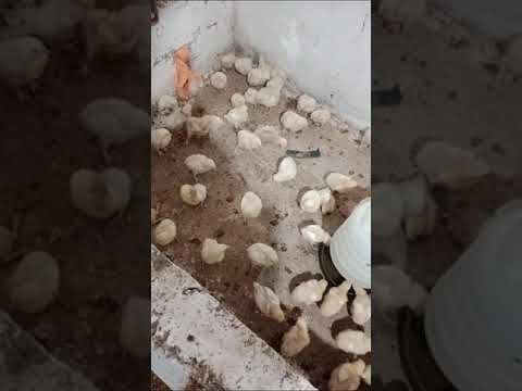 poultry farm chicks, #poultry #chickenfarm #chicken #youtuber #youtubeshorts