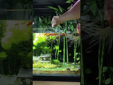 Why Knock the Tank before Feeding the Fish? | Pondon Aquarium