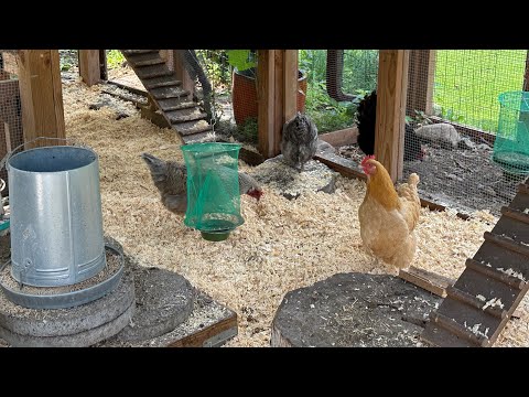 Summer Chicken Run Clean Up & Garden Tour ~ With Twin Cities Adventures