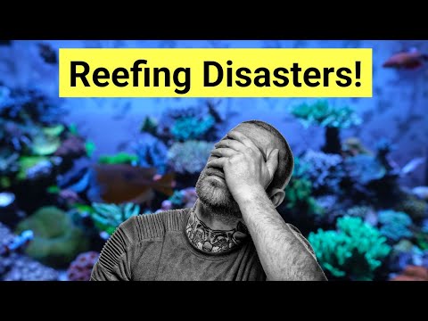 Our Reefkeeping Disaster Stories! The Prestige Reef Dork Show Ep 20