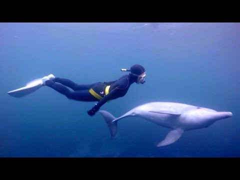 Freediving - Swimming with dolphins! Mikura Island, Japan, November 2015