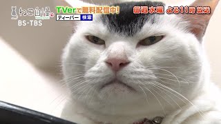 ねこ自慢＃96 ご出演ニャンコたち【8月31日OA】