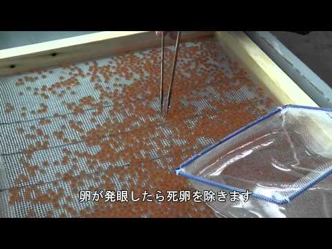 魅力ある養殖用新系統の作出　NA02【内水面研究所】