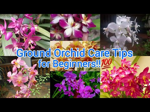 Ground orchid Care Tips for Beginners |ഗ്രൗണ്ട് ഓർക്കിഡ് ചെടി വളർത്തുമ്പോൾ നമ്മൾ ചെയ്യേണ്ട കാര്യങ്ങൾ